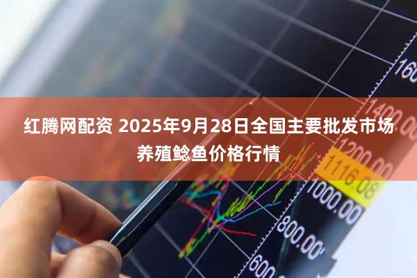 红腾网配资 2025年9月28日全国主要批发市场养殖鲶鱼价格行情